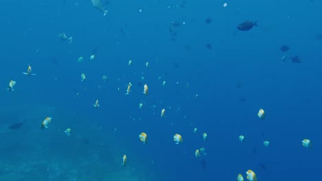 yellow-tropical-fishes-swim-bright-blue-sea,-super-slow-motion