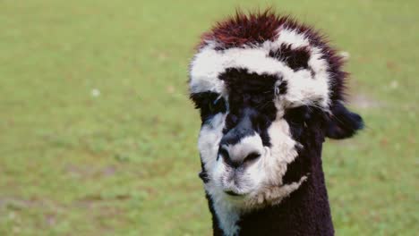 Imágenes-De-4k-Uhd-De-Alpaca---Alpacas-Y-Lama---Llamas-En-Un-Entorno-Natural