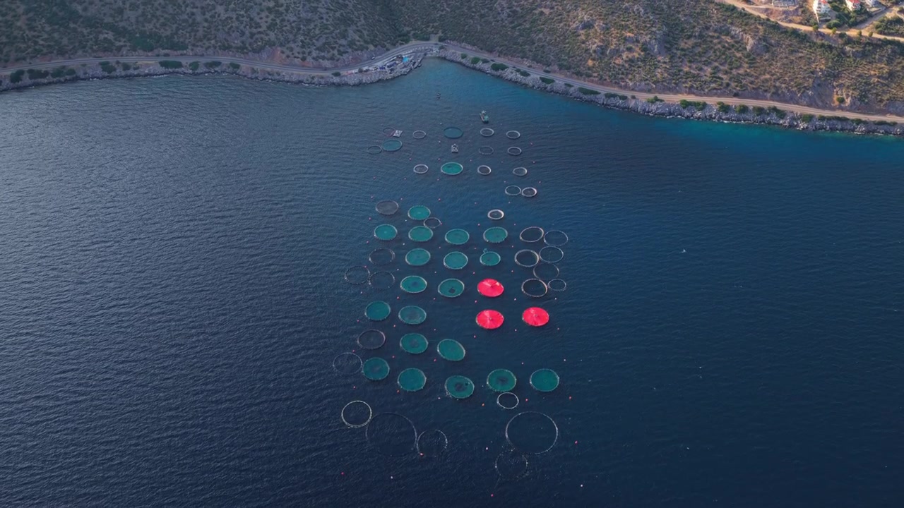 Vista aérea de una gran piscifactoría industrial con numerosas jaulas de red circulares flotando en la tranquila superficie del mar azul, mostrando un método sostenible de producción de mariscos y acuicultura marina.