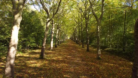 imágenes aéreas de aviones no tripulados, siguiendo un camino de árboles cubierto de hojas, otoño