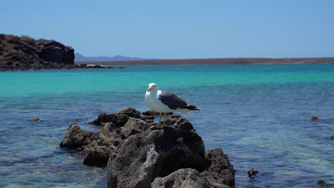 sea gull standing on a rock