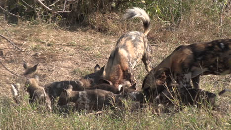 Afrikanische-Wildhundwelpen-Interagieren-Mit-Den-Erwachsenen