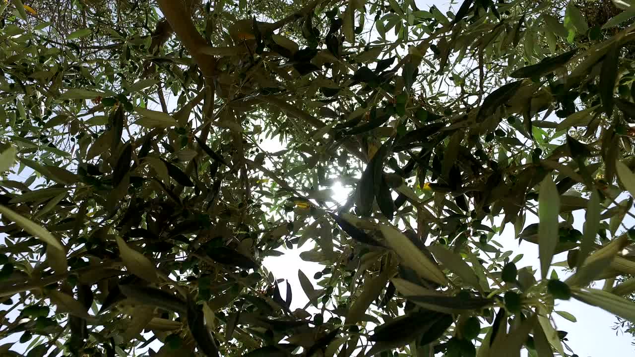 atravesando las ramas superiores del olivo