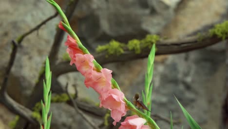 hummingbird feeding at a pink gladioulus