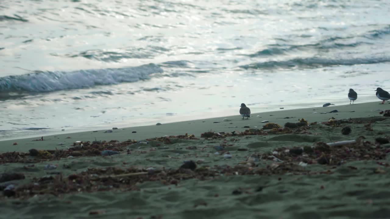 해안선 근처의 일반적인 도요새