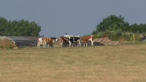 some dairy cows stand next to each other and eat hay