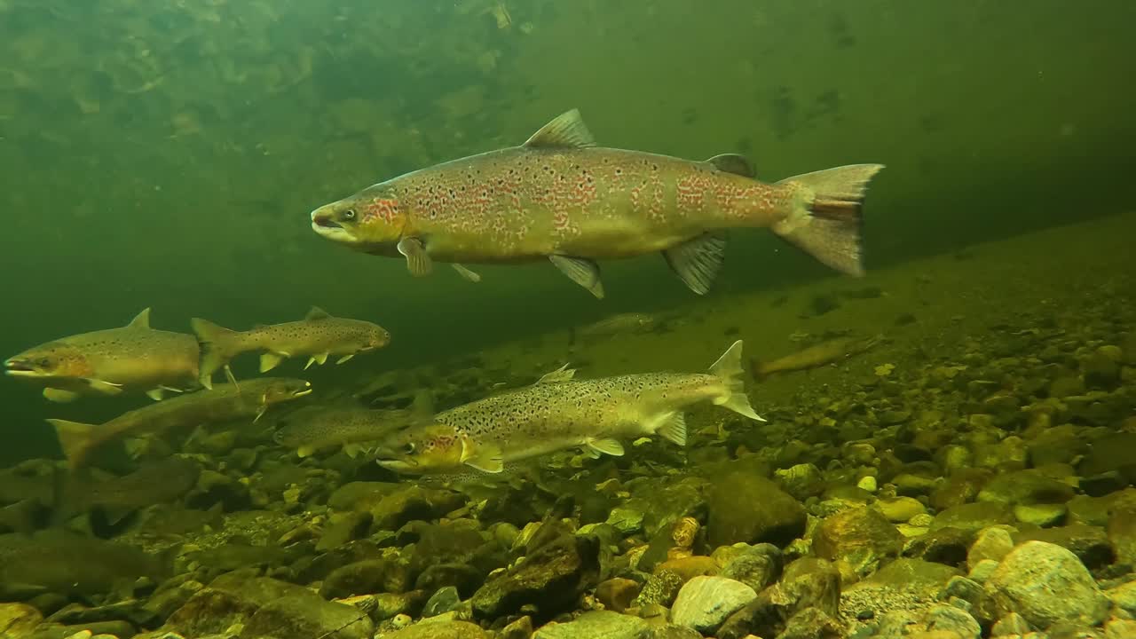 Wild male Atlantic Salmon hover in calm waters of Norway's Dale River, slow motion underwater view.