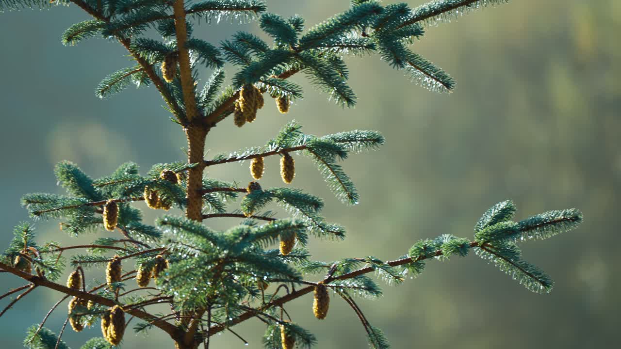 Young pine cones hand on the branches of the pine tree
