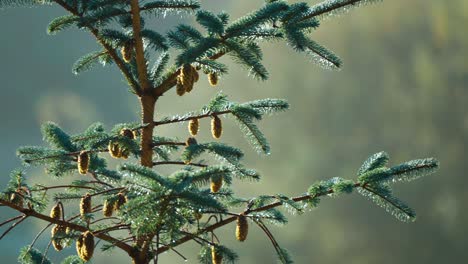 Piñas-Jóvenes-Mano-En-Las-Ramas-Del-Pino