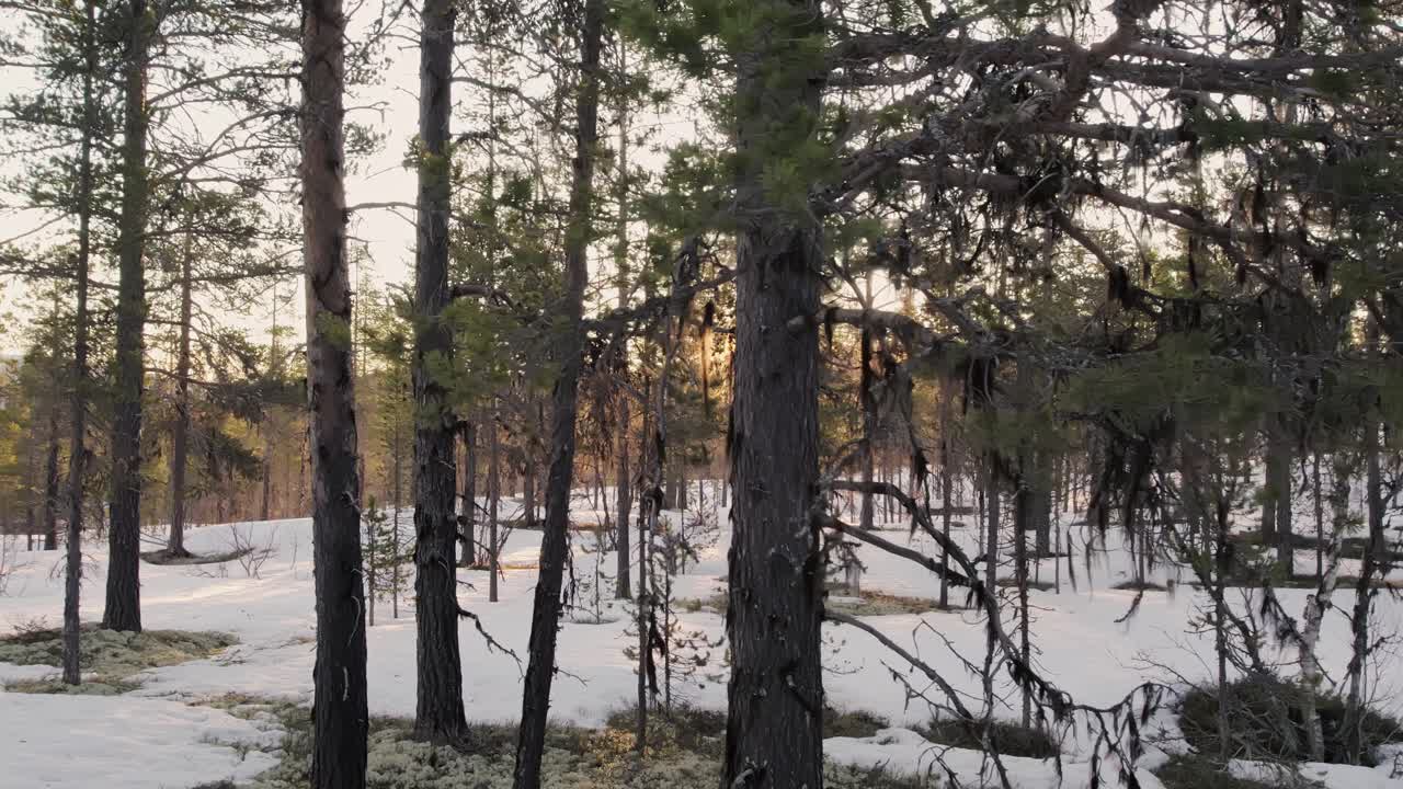Sunlight Through the Trees in a Snowy Landscape