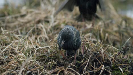 Common-starling-looking-for-food-in-grass-and-taking-bath-in-water-puddle