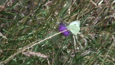 Una-Pequeña-Mariposa-Blanca-Común-Se-Asentó-En-Un-Cardo-En-El-Campo-De-Rutland