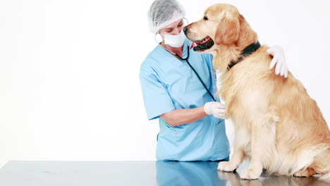 Veterinarian-examining-a-cute-labrador