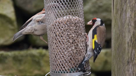 garden sparrow and goldfinch, feeding in an english garden