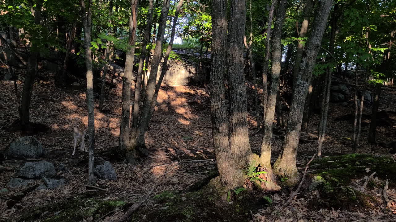 panorama de la densa jungla con un ciervo chital manchado parado en el centro
