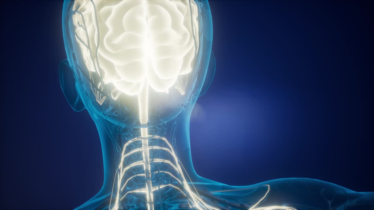anatomía del cerebro humano
