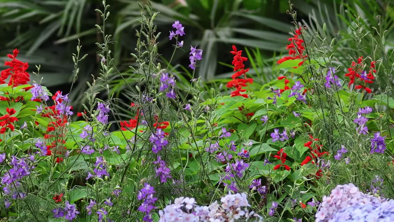 A close-up view of red and purple flowers amidst lush green foliage, showcasing vibrant colors and natural beauty.