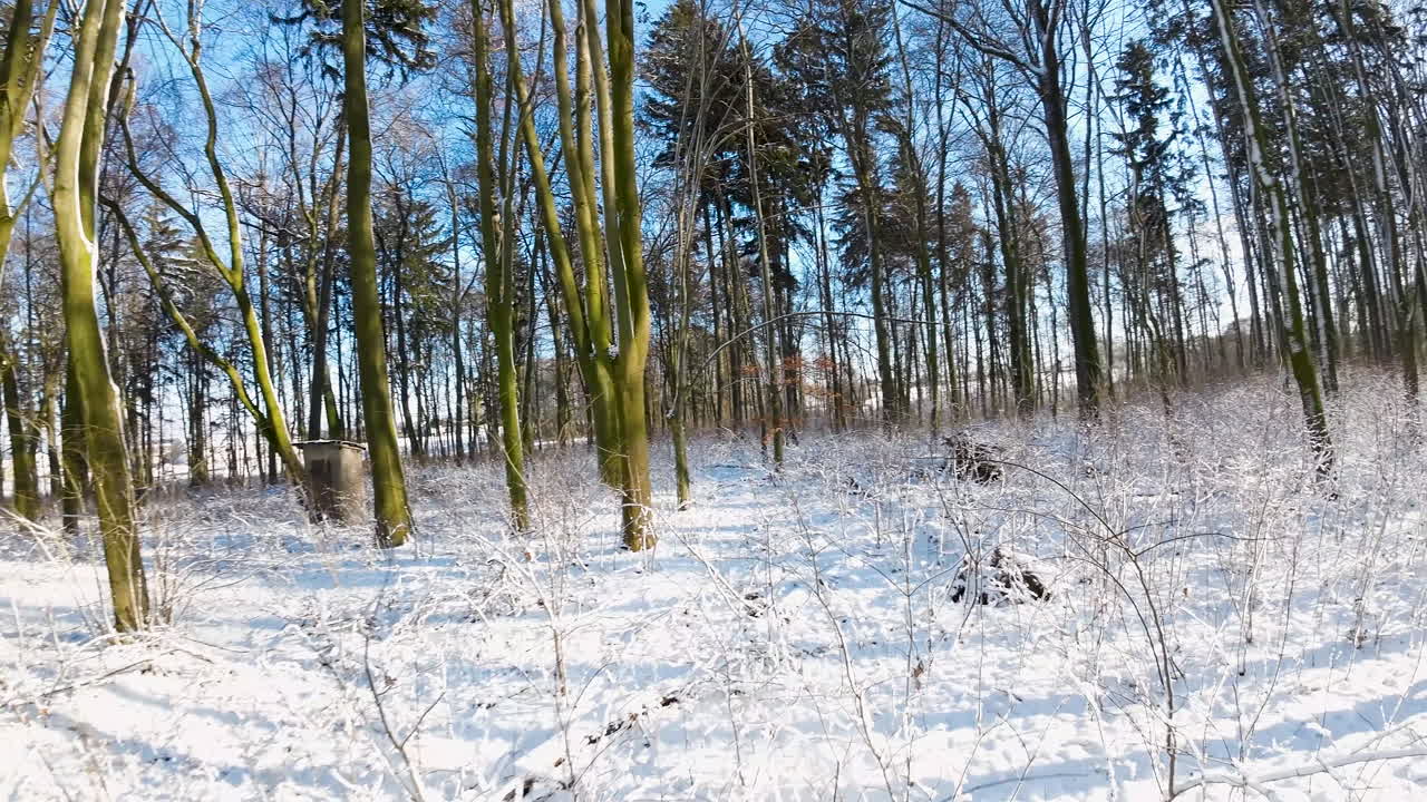 Lento volo aereo in FPV tra gli alberi in una fredda giornata invernale di sole