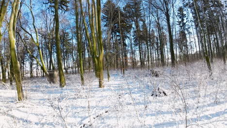 Slow-Aerial-FPV-Flying-Past-In-Between-Trees-On-Cold-Sunny-Winters-Day