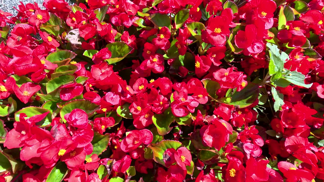 Slow pan of vibrant red Begonia flowers and lush green leaves in bright outdoor sunlight