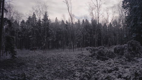 walk through creepy forest with dense foliage in background under overcast sky