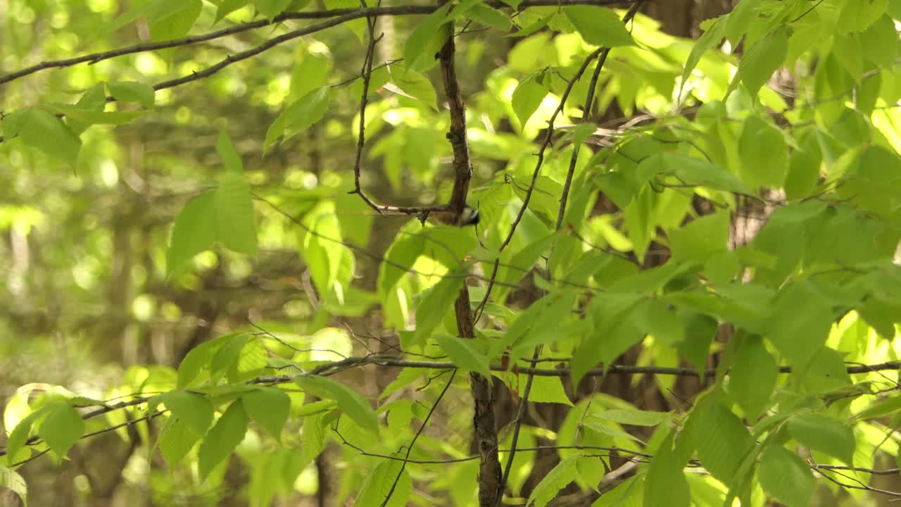 작은 새가 식물 줄기에 앉았다가 순식간에 날아갔다
