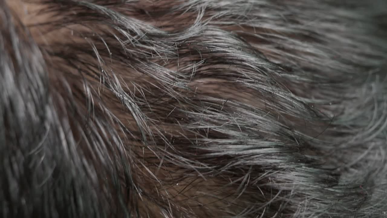 Close-up view of mixed brown and gray hair