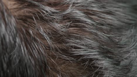 close-up view of mixed brown and gray hair