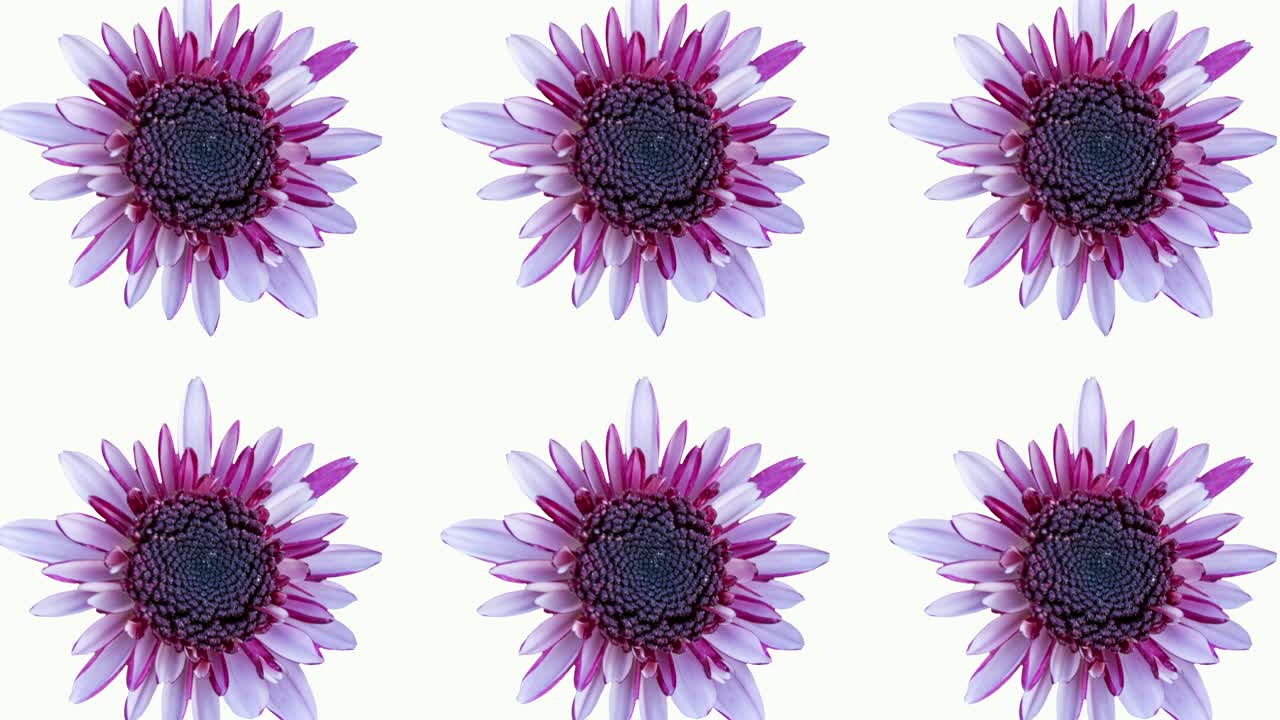 patrón animado de crisantemo rosa sobre un fondo blanco. simple animación de concepto de bucle sin costura floral