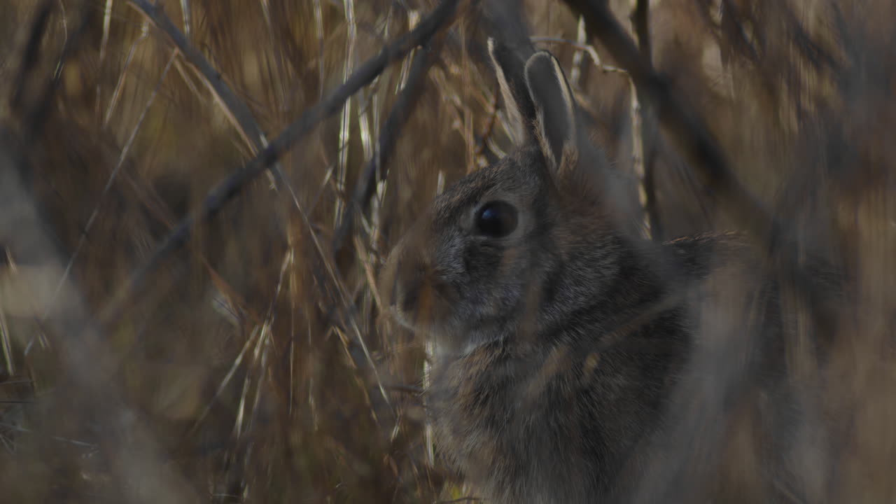 A rabbit hiding in the long grass in the evening turns its head towards the camera