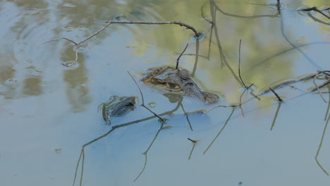 Caiman-crocodilus-motionless-on-the-surface-of-the-water-in-French-Guiana