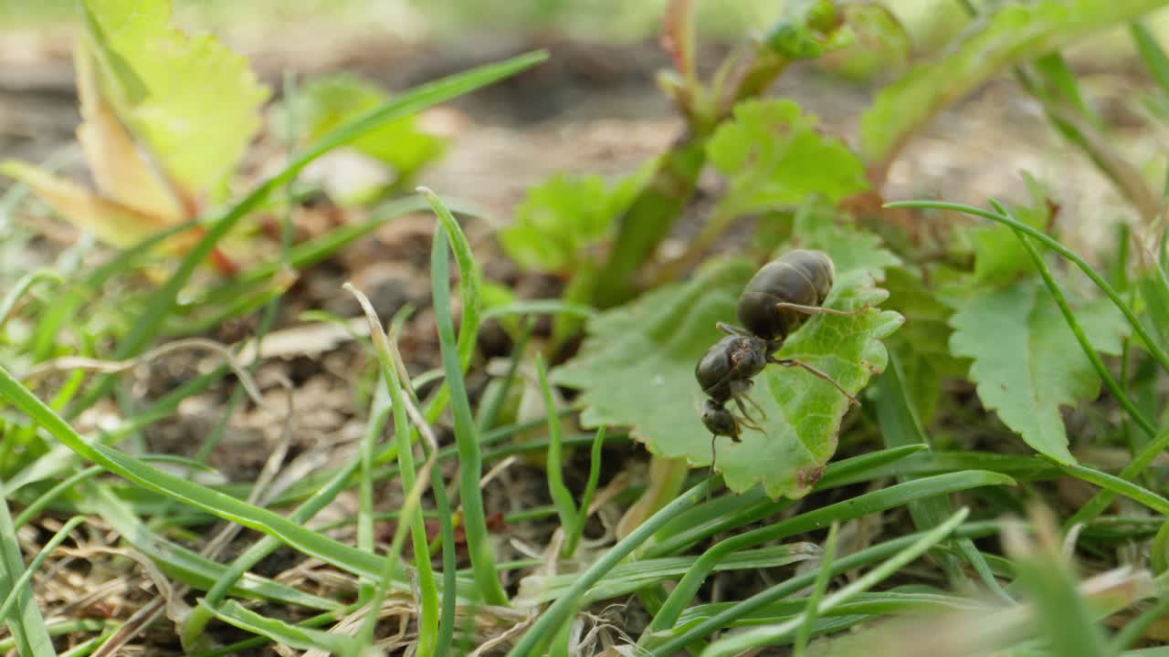 Group of ants move slowly across green forest base, weaving between stems and leaves