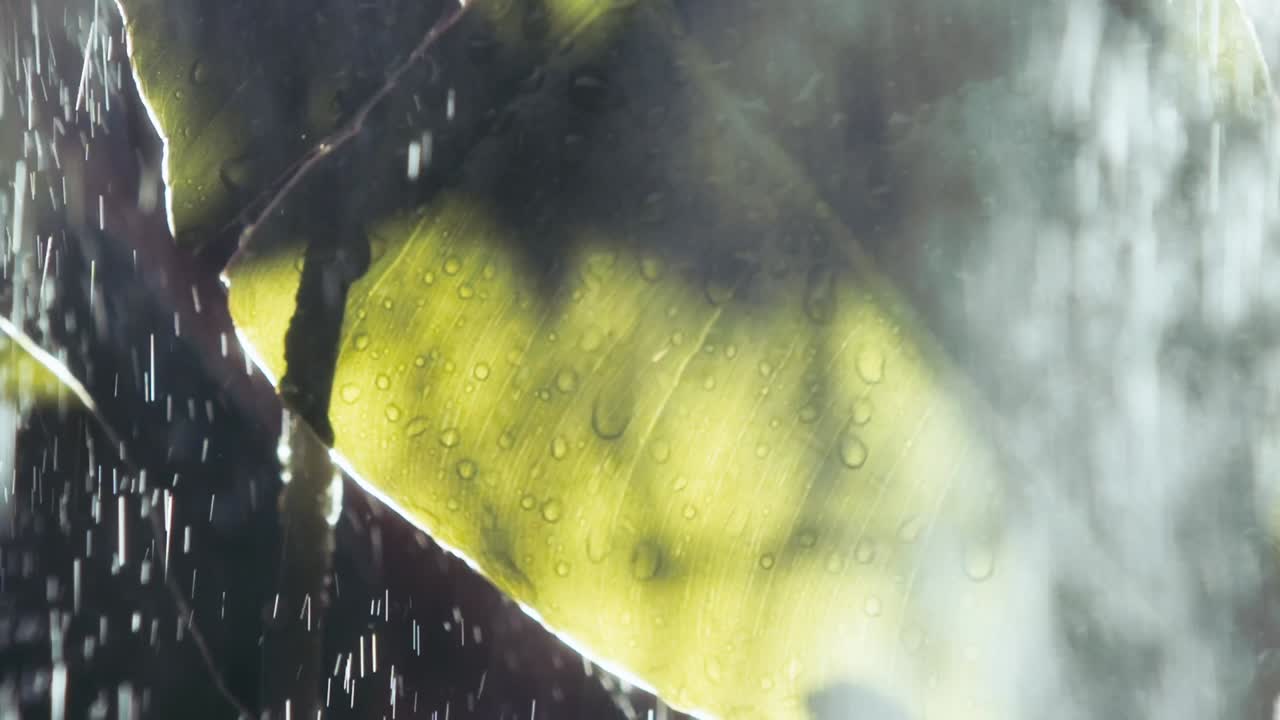 이른 아침 일출에 쏟아지는 빗방울의 편안한 배경