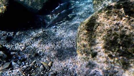 Close-up-video-of-Biwa-Trout-near-Lake-Biwa,-Japan