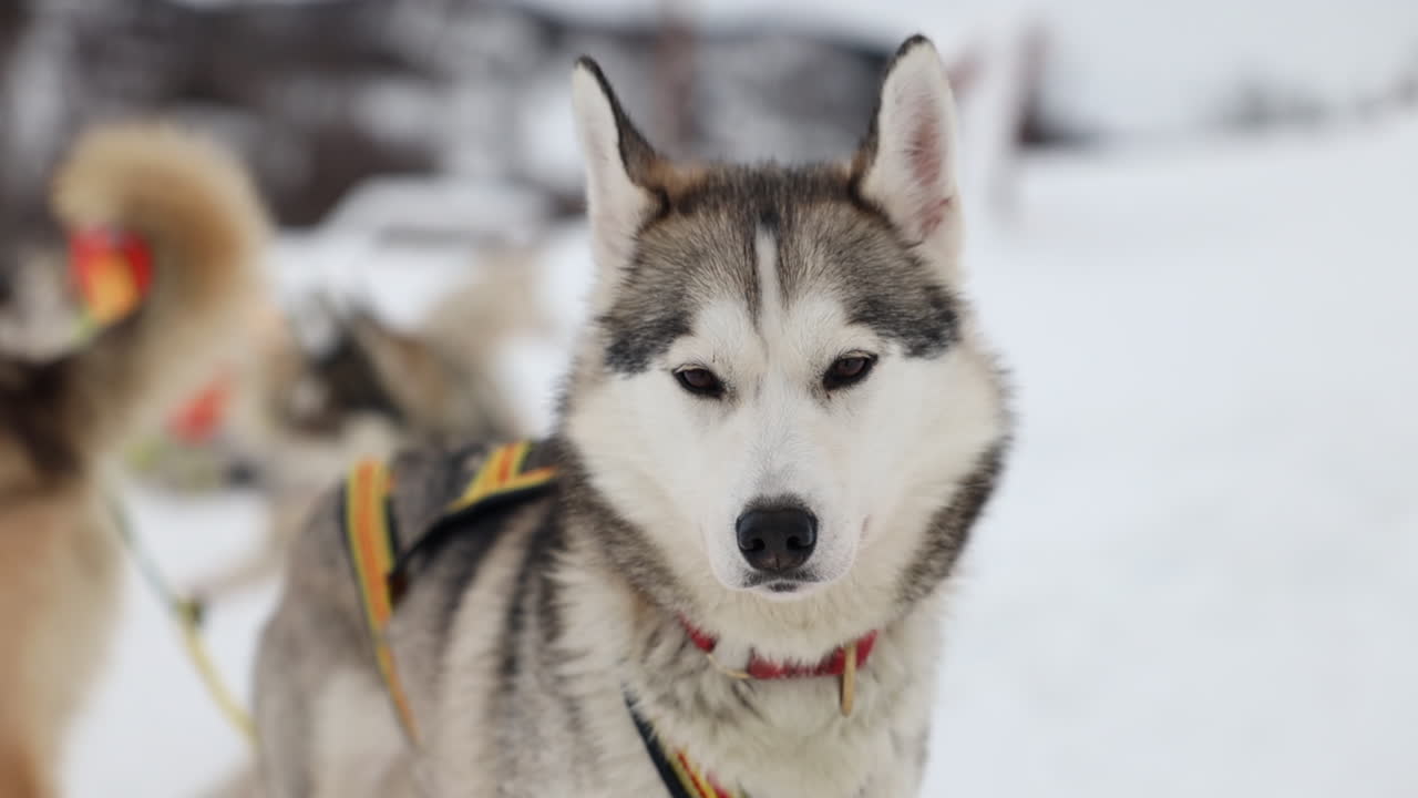 primer plano de un perro de trineo husky de plomo mirando a la cámara, cámara lenta