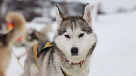 close up of a lead husky sled dog looking at the camera, slow motion