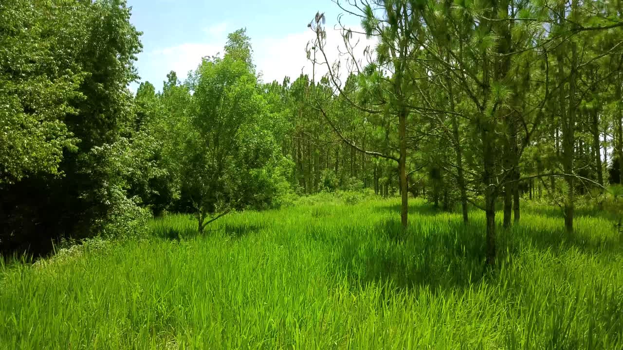 푸른 하늘과 함께 아름다운 흐린 날에 나무로 둘러싸인 키 큰 늪 잔디 위로 몇 피트 위의 느린 드론 비행