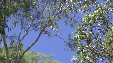 Outdoor-nature-bird-in-background-blurry-tree-in-foreground-Australia-fauna