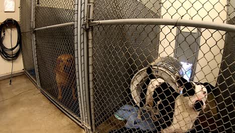 dogs looking for attention behind the fences in their cages and kennels at an animal control facility