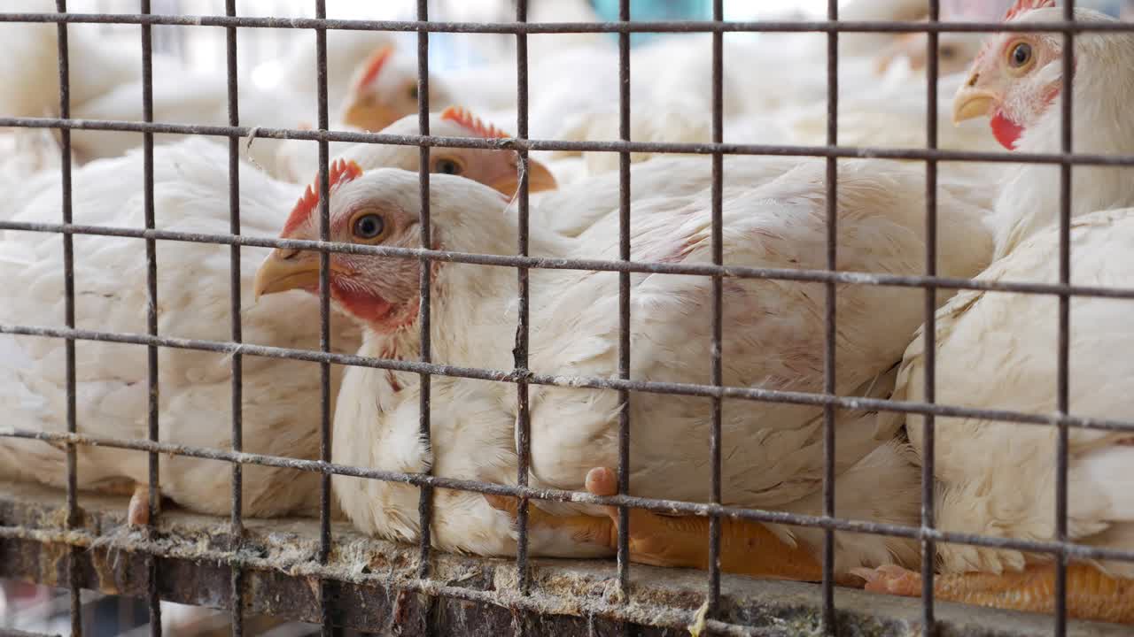 A lot of chickens in a cage wait for buyers in shop of fresh products. Chickens in the local asian market. Closeup