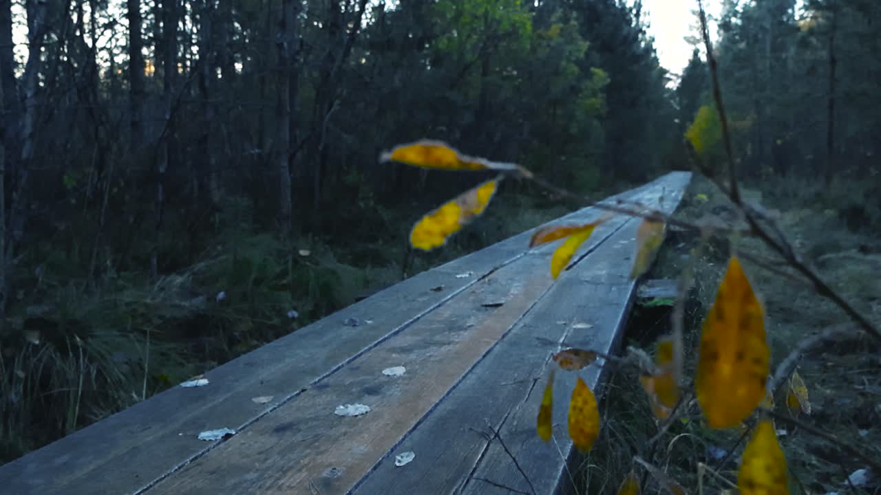 Yellow forzen frosty and ice covered autumn leaves in front of a wooden icy brown and gray colored boardwalk in morning nature at a hiking place during morning dawn time with shallow depth of field