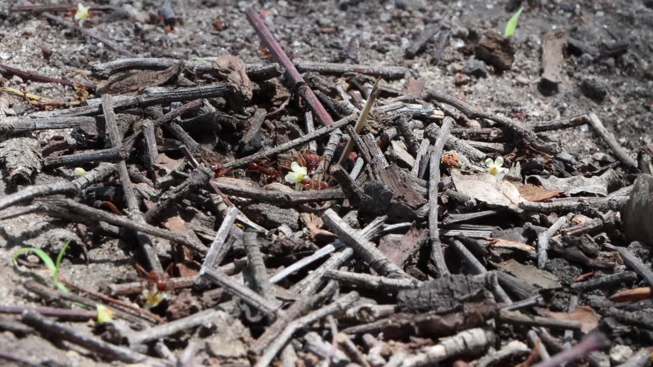 ants in the forest in places full of dry, black soil that speak of wildlife