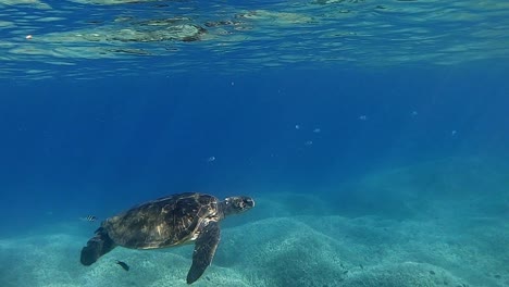 a beautiful green turtle swimming with coral fish beneath the waves - underwater