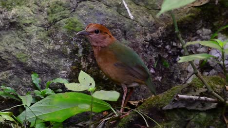 the rusty-naped pitta is a confiding bird found in high elevation mountain forests habitats, there are so many locations in thailand to find this bird