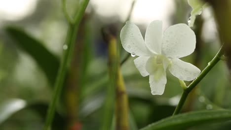 Close-Up-Footage-of-Beautiful-White-Orchid