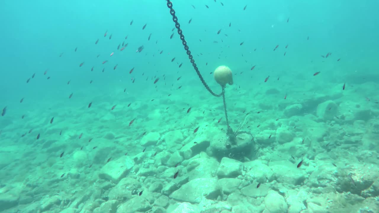 해조류로 자란 밝은 물과 해안 바닥의 물고기