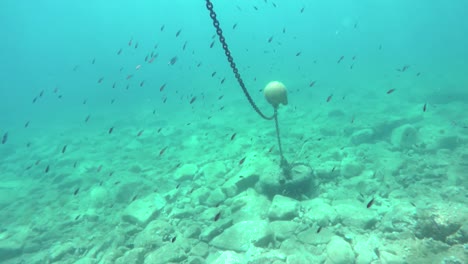 peces sobre un fondo brillante de agua y fondo costero, cubiertos de algas