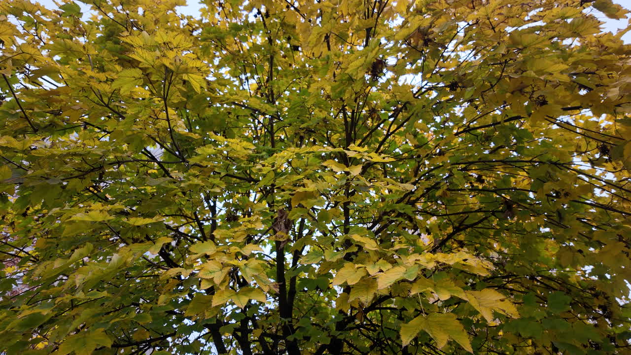 Autumn Treetop View