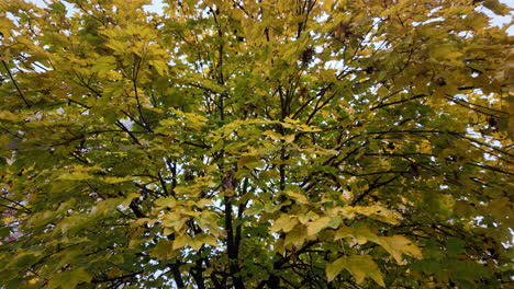 autumn treetop view