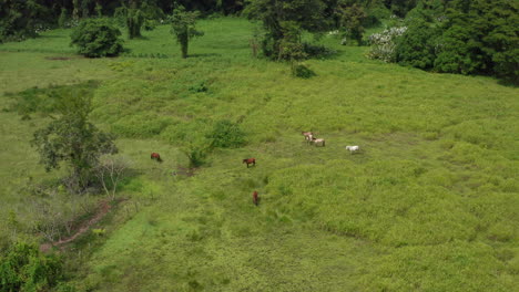 Antena-De-Caballos-Salvajes-Parados-En-Un-Prado-Verde-En-La-Costa-Rica-Tropical